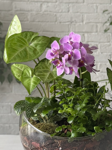 Флорариум с сингониумом Флорариум с сингониумом