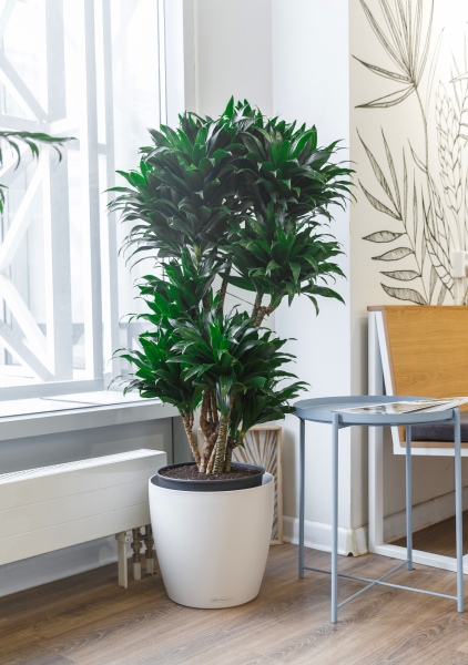 Драцена Компакта бранч 31/130 см