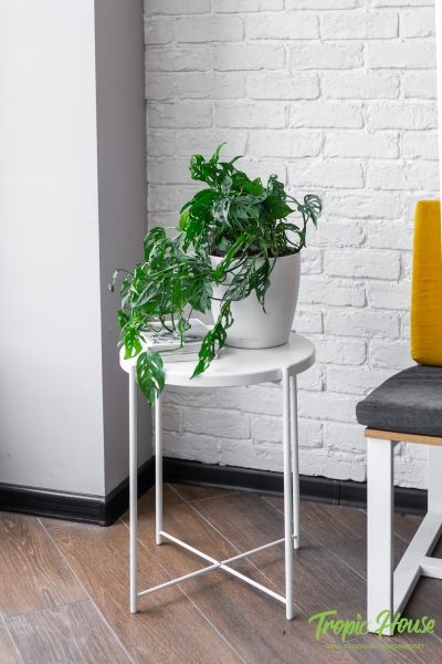 Монстера Манки Лиф подвесная 17/40 см