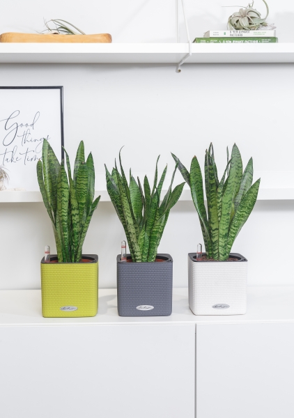 Сансевиерия Зейланика 12/40 см