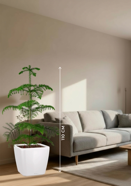 Араукария гетерофилла 24/110 в QUADRO LS 35