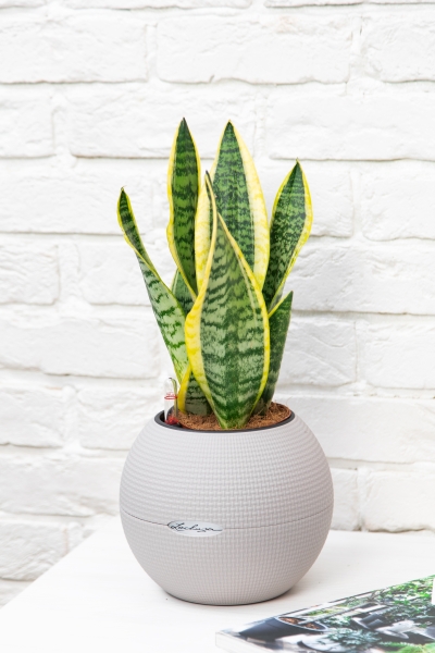 Сансевиерия Лауренти 12/40 см