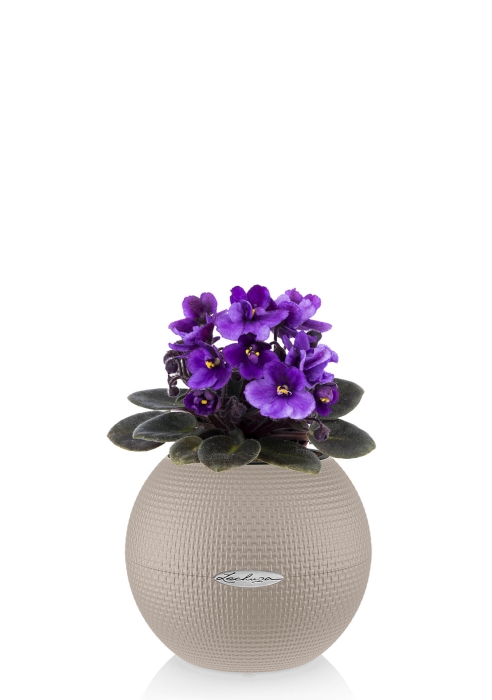 Фиалка в PURO 20, песочно-коричневый