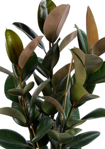 Фикус Эластика Робуста 3 ствола 27/110 см Фикус Эластика Робуста 3 ствола 27/110 см