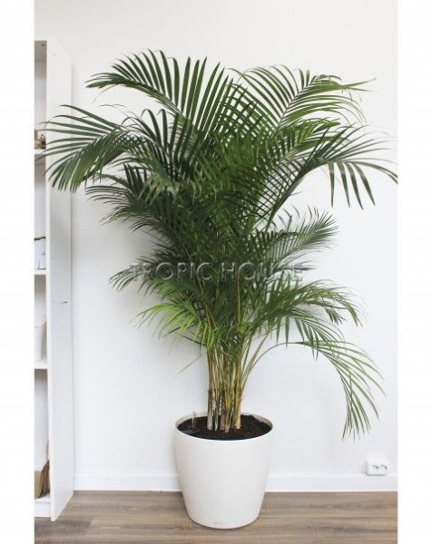 Хризалидокарпус Арека 19/120 см Хризалидокарпус Арека 19/120 см