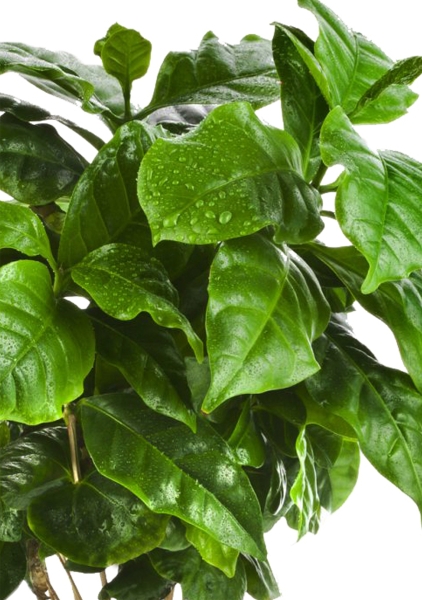 Кофе в CUBE Glossy Kiss 14 Кофе в CUBE Glossy Kiss 14