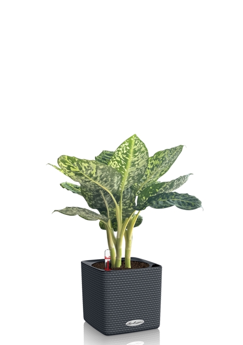Диффенбахия Рефлектор 14/50 см в CUBE COLOR 16, серый