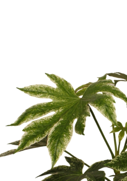 Фатсия 14/40 см в CLASSICO COLOR 18