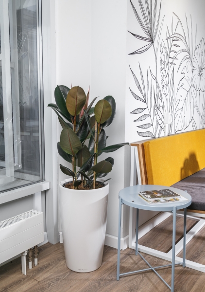 Фикус Эластика Абиджан 3 ствола 21/65 см Фикус Эластика Абиджан 3 ствола 21/65 см