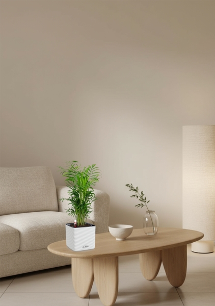 Хамедорея Элеганс 12/45 в CUBE COLOR 14