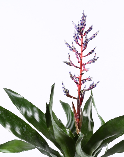 Эхмея Блю Рейн в CLASSICO LS 21 Эхмея Блю Рейн в CLASSICO LS 21