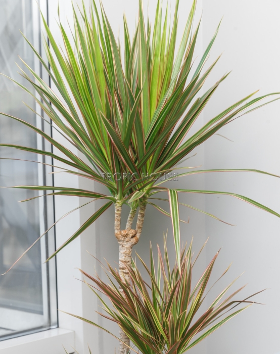 Драцена Маргината Биколор CLASSICO 28