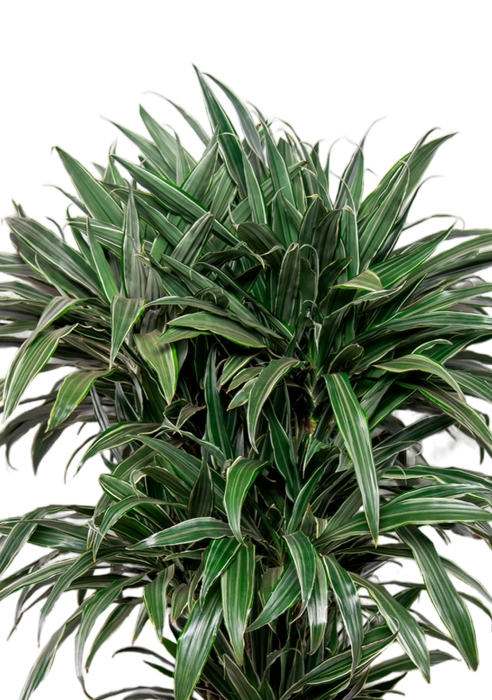 Драцена Варнески бранч 35/150 см в CLASSICO COLOR 43