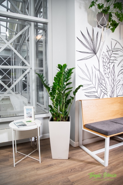 Замиокулькас 21/90 в CUBICO Color 30 Замиокулькас 21/90 в CUBICO Color 30