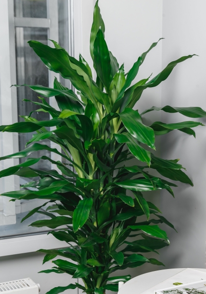 Драцена Джанет Линд бранч 27/110 см