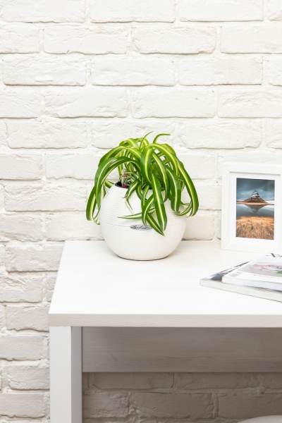 Хлорофитум Бонни 12/25 см в PURO 20