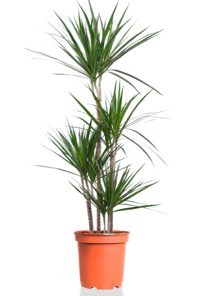 Драцена Маргината 4 ствола 27/180 см