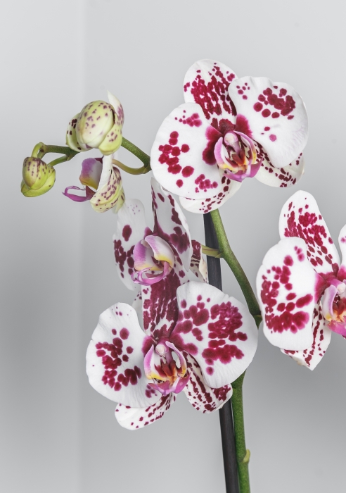 Орхидея Фаленопсис белая пятнистая 12/60 см