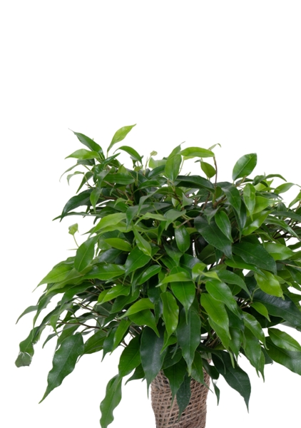 Фикус Бенджамина Грин Кинки в джуте 12/30 см в CLASSICO COLOR 18