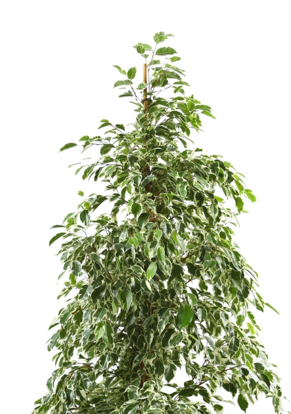 Фикус Бенджамина Голден Кинг d27 см h140 см