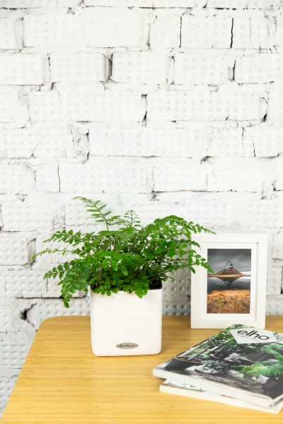 Папоротник Парвати в CUBE COLOR 14 Папоротник Парвати в CUBE COLOR 14