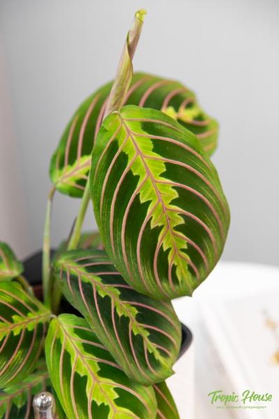 Маранта в CUBE 14 Маранта в CUBE 14