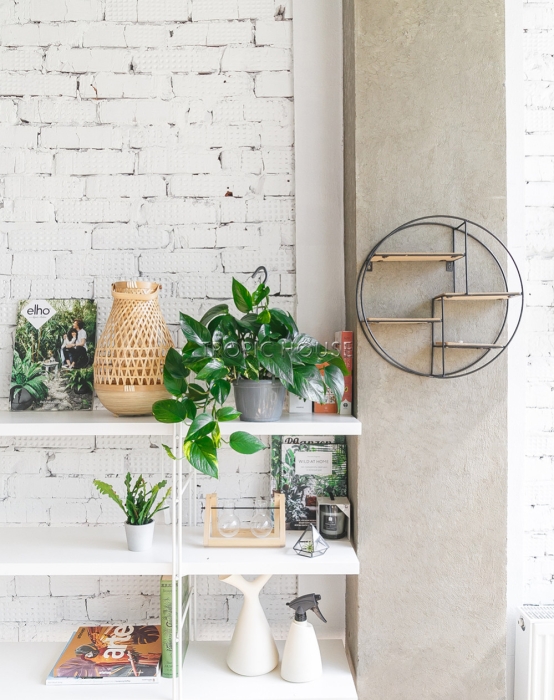 Сциндапсус Ауреум подвесной 15/40 см