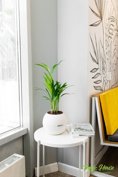 Хризалидокарпус в PURO 20