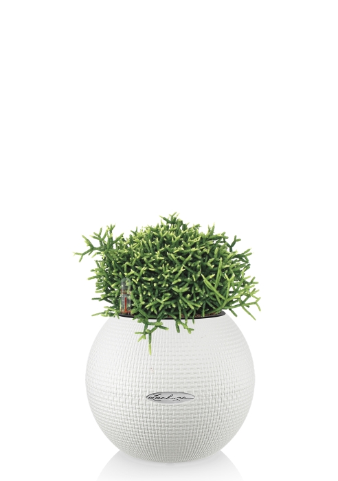 Рипсалис в PURO 20, белый