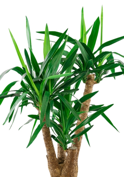 Юкка разветвленная 24/100 см в CANTO STONE HIGH 30