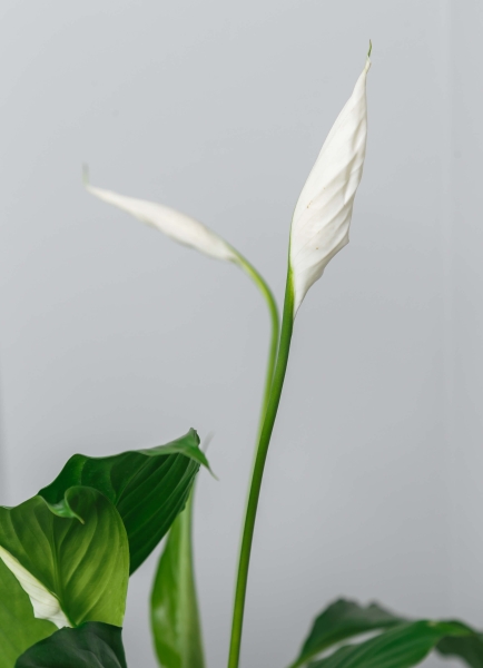 Спатифиллум 13/50 см в ARIA 14 jumper Спатифиллум 13/50 см в ARIA 14 jumper