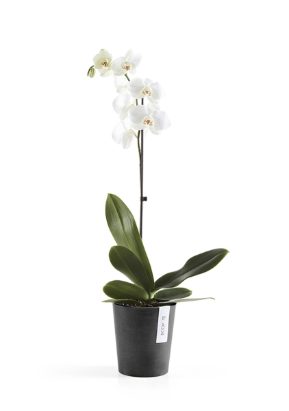 Ecopots MORINDA Orchid D14 H16