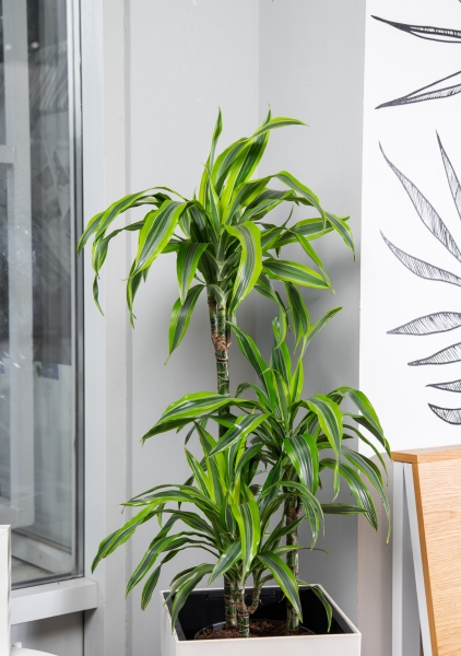 Драцена Лемон лайм 3 ствола в CUBICO 30 Драцена Лемон лайм 3 ствола в CUBICO 30