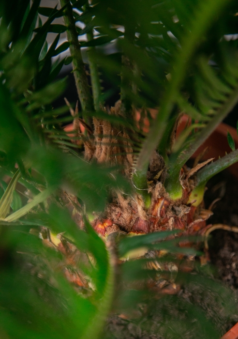 Цикас в CILINDRO 32