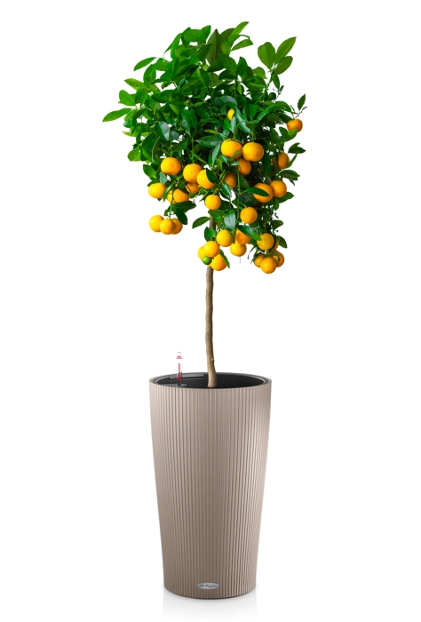 Каламондин в CILINDRO 32, песочно-коричневый