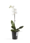 Ecopots MORINDA Orchid D14 H16