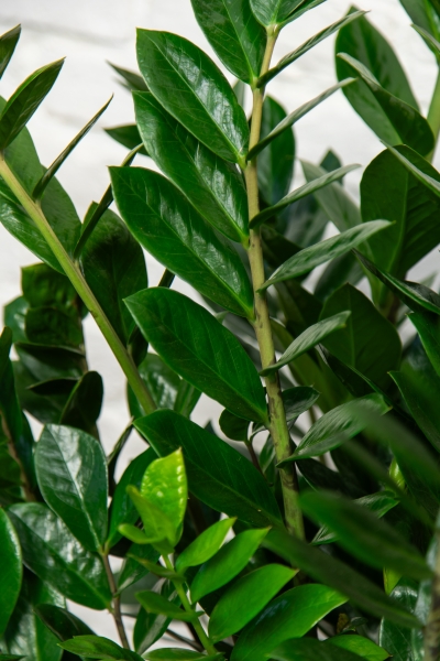 Замиокулькас 30/110 в RONDO 40 Замиокулькас 30/110 в RONDO 40