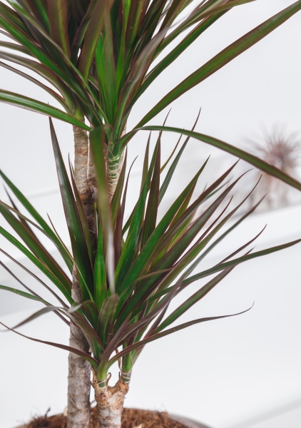 Драцена Маргината Маджента 2 ствола 17/75 см