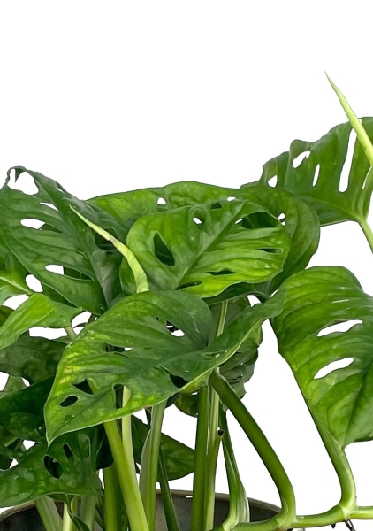 Монстера Манки 12/30 см в OJO