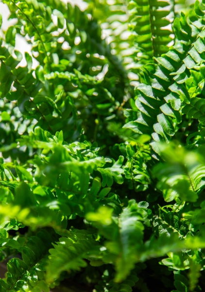 Папоротник Нефролепис 21/60 см Папоротник Нефролепис 21/60 см