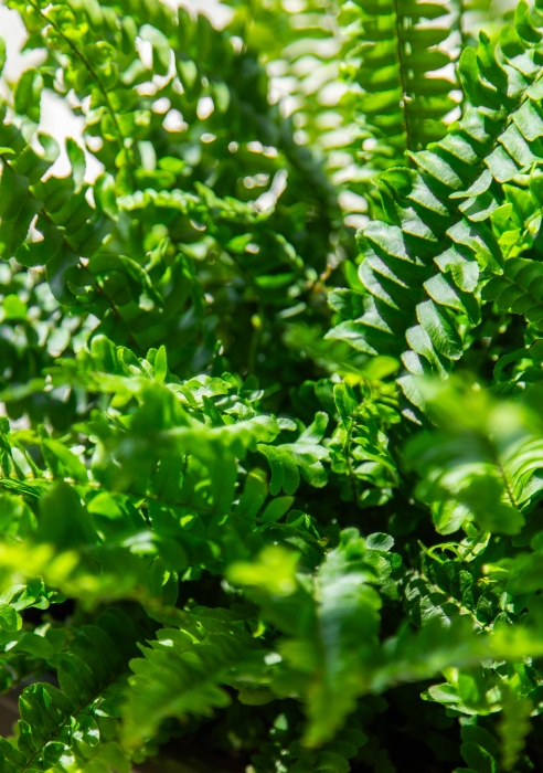 Папоротник Нефролепис 21/60 см