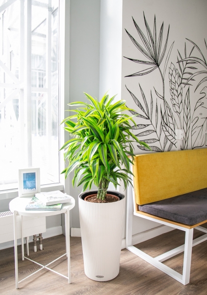 Драцена Лемон Лайм бранч 24/90 см Драцена Лемон Лайм бранч 24/90 см