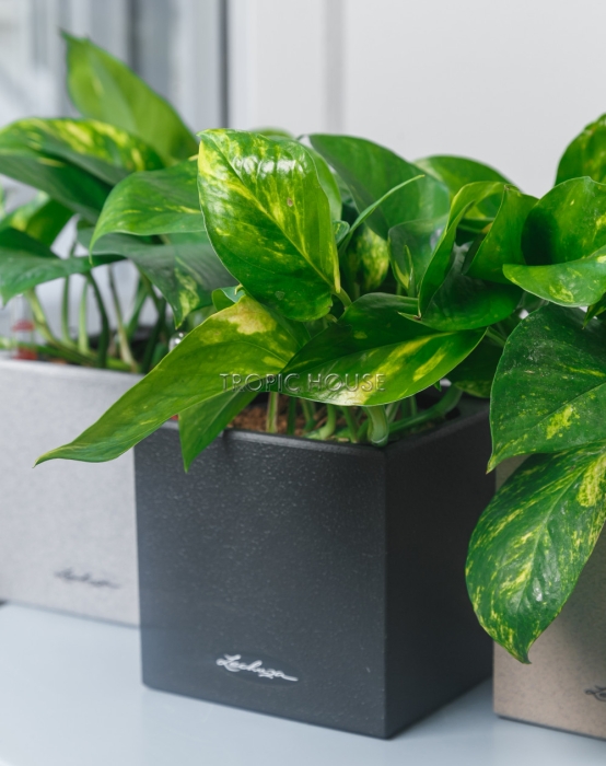 Набор сциндапсусов CANTO STONE 14