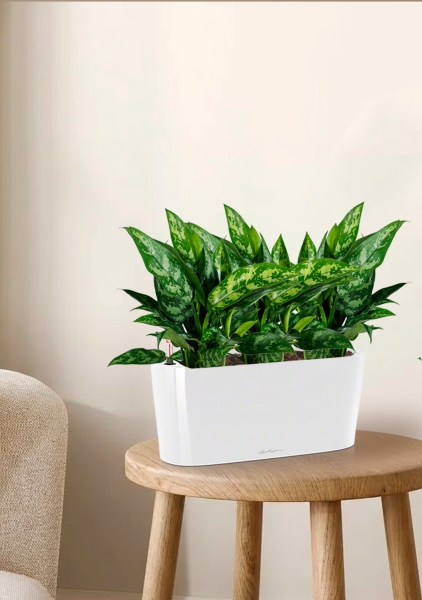 Аглаонема Мария в DELTA 20