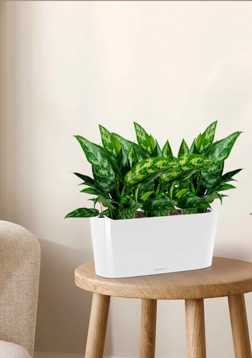 Аглаонема Мария в DELTA 20