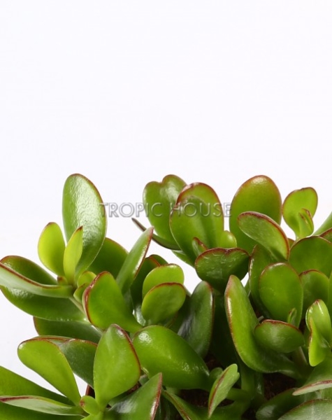 Набор "Денежные деревья" в CUBE 14