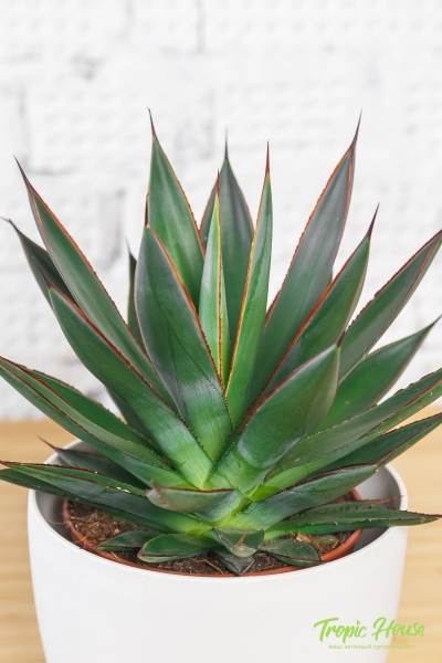 Агава в CLASSICO COLOR 21