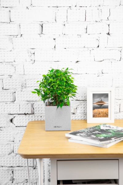 Фикус Грин Кинки в CANTO STONE 14