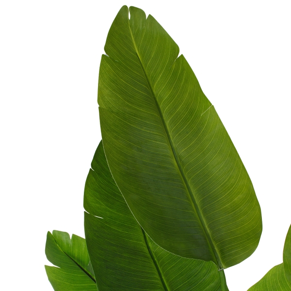 Растение искусственное в кашпо "Стрелиция люкс", H180 см, 13 веток