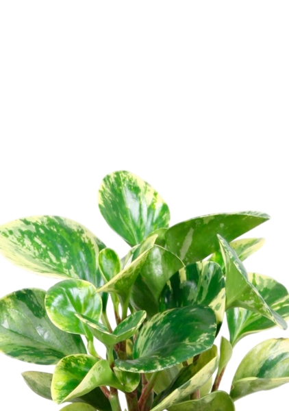 Пеперомия Уса 12/25 см Пеперомия Уса 12/25 см